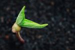 Green Plant Growth On Soil Spring Season Background Stock Photo