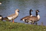 Wild Geese Stock Photo