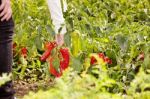 Picking Peppers Stock Photo