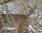 Beautiful Isolated Picture With A Wild Deer In The Snowy Forest Stock Photo