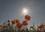 Poppies Stock Photo