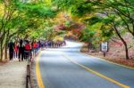 Naejangsan,korea - November 1: Tourists Taking Photos Of The Beautiful Scenery Around Naejangsan Park,south Korea During Autumn Season On November 1, 2015 Stock Photo