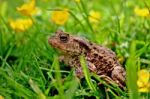 Toad In Buttercups Stock Photo