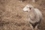 Lamb On The Farm Stock Photo