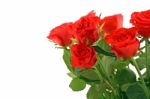 Red Roses Stock Photo