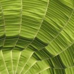 Banana Foliage Stock Photo