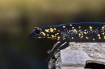 Fire Salamander Stock Photo