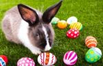 Rabbit And Easter Eggs In Green Grass Stock Photo