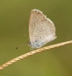 Butterfly Stock Photo