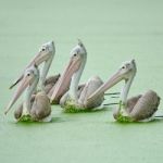 Spot-billed Pelican Stock Photo