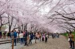 Jinhae,korea - April 4 : Jinhae Gunhangje Festival Is The Largest Cherry Blossom Festival In Korea.tourists Taking Photos Of The Beautiful Scenery Around Jinhae,korea On April 4,2015 Stock Photo