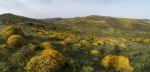 Landscape With Ulex Densus Shrubs Stock Photo