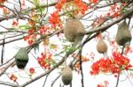 Bird Nest On Branch Stock Photo