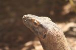 Komodo Dragon Stock Photo