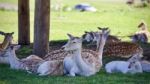 Isolated Picture With A Group Of Cute Small Deer Stock Photo