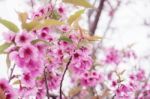 Beautiful Colors Of Sakura Stock Photo