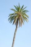 Palm Tree With Blue Sky Background Stock Photo