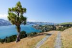 Otago Peninsula Stock Photo