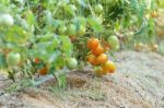 Tomatoes Stock Photo