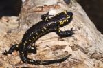 Fire Salamander Stock Photo