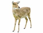 Standing Deer Stock Photo
