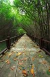 Mangrove Forest Stock Photo