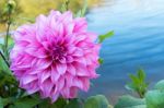 Beautiful Pink Dahlia Flower Blossom, Green Leaves And Blue Water. Fresh Floral Natural Background Stock Photo