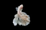 Moment Of Betta Fish, Siamese Fighting Fish Isolated  Stock Photo