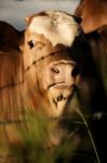 Australian Cows Stock Photo