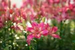 Pink Lilly Stock Photo