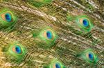 Male Green Peacock Feathers Stock Photo