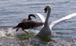 Fantastic Moment With The Canada Goose Attacking The Swan On The Lake Stock Photo