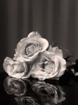 Black And White Three Roses Stock Photo