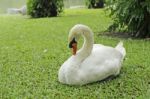 Goose On Green Grass Stock Photo