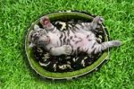 Baby White Tiger Laying In A Mattress Stock Photo