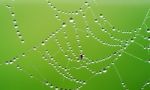 Spiderweb Stock Photo