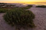 Dune Vegetation Stock Photo