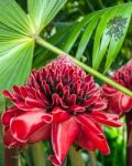 Closeup Of Plant From Jungle Torch Ginger, Phaeomeria Magnifica Stock Photo