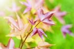 Red Young Leaves Maple In Spring Stock Photo