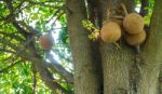 Sal Tree , Cannonball Tree Stock Photo