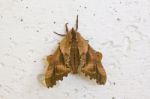 Sphinx Moth Stock Photo