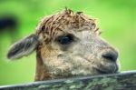 Alpacas In A Field Stock Photo