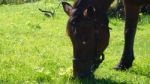 Horse In The Country Side Of Russia Stock Photo