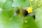 Flower Of Organic Agriculture Stock Photo