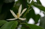 
White Chempaka White Bloom On The Beautiful Aroma Stock Photo