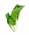 Bok Choy Vegetable Isolated Stock Photo