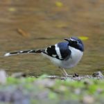 Slaty-backed Forktail Stock Photo