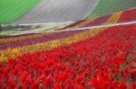 Flower Garden In Hokkaido, Japan Stock Photo