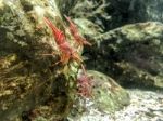 Red Camel Shrimp On Rock Under Water Stock Photo