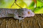 Gecko  Stock Photo